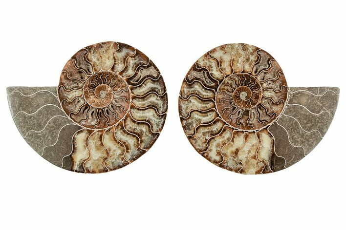 8.2" Agatized, Cut & Polished Ammonite Fossil - Madagasar
